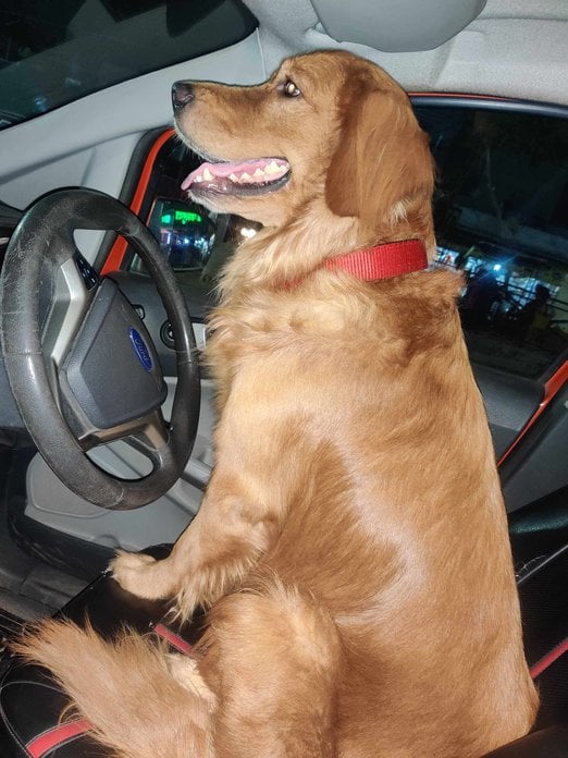 Golden Retriever Dogs For Mating In Pune