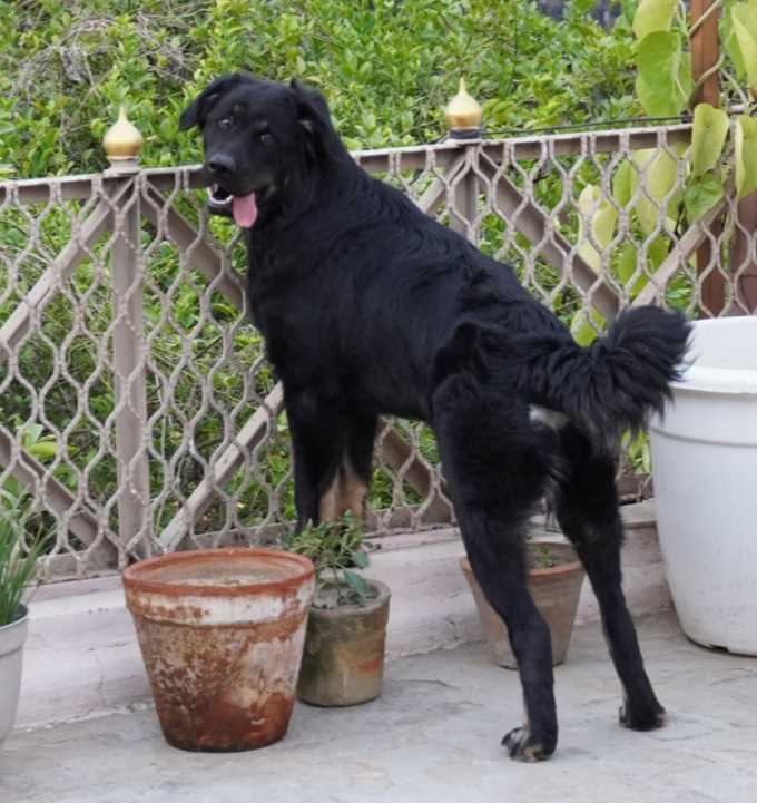 Indian Breed Dogs For Mating In Ghaziabad