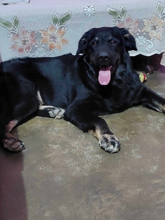 Indian Breed Dogs For Mating In Ghaziabad