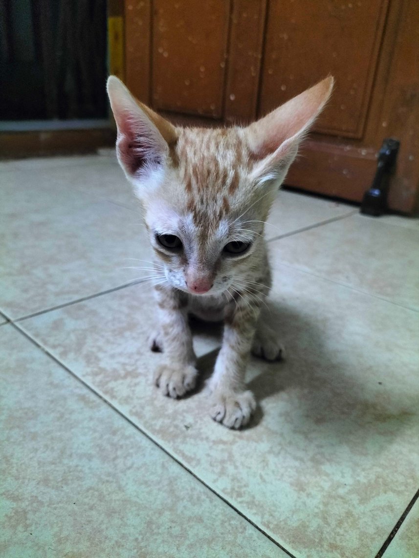 Indian Breed For Adoption In Cuddalore