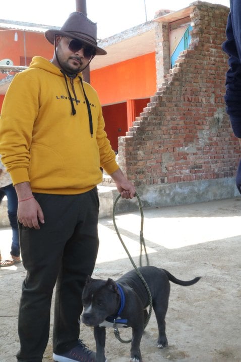 American Bully Dogs For Mating In Delhi