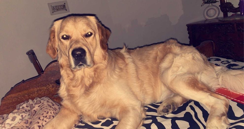 Golden Retriever Dogs For Mating In Gurgaon