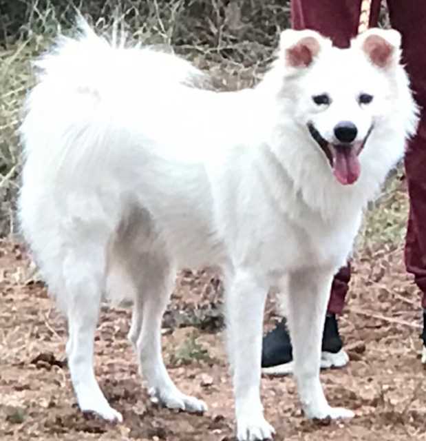 Pomeranian Dogs For Mating In Bangalore