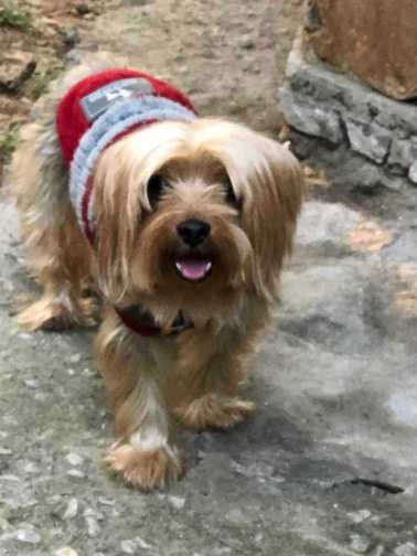 Yorkshire Terrier Dogs For Mating In Delhi