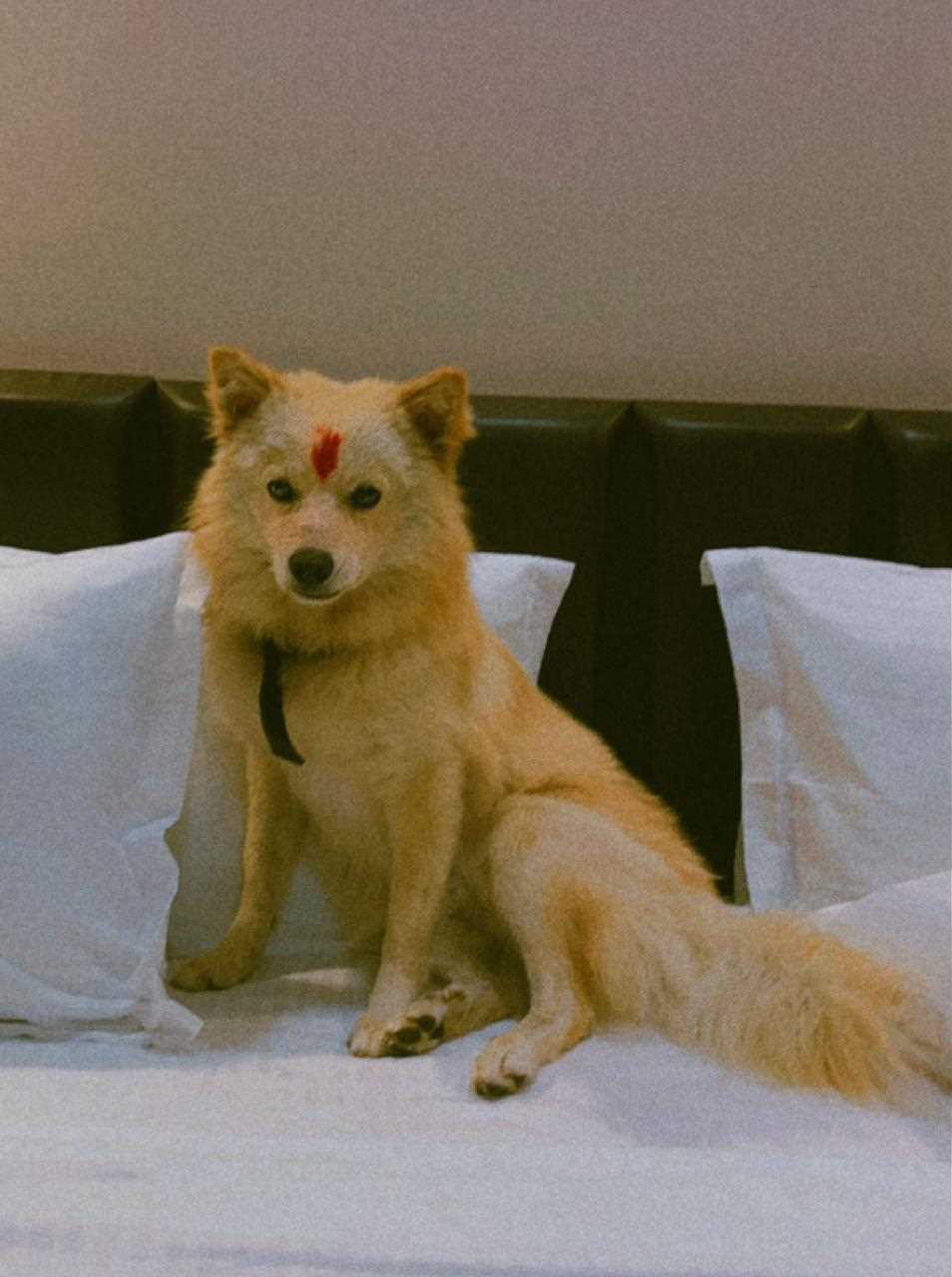 Papillon Dogs For Mating In Pune
