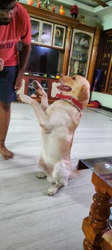 Labrador Retriever Dogs For Mating In Patna