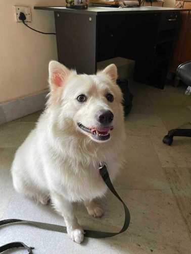 German Spitz Dogs For Mating In Visakhapatnam