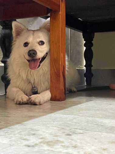 German Spitz Dogs For Mating In Visakhapatnam