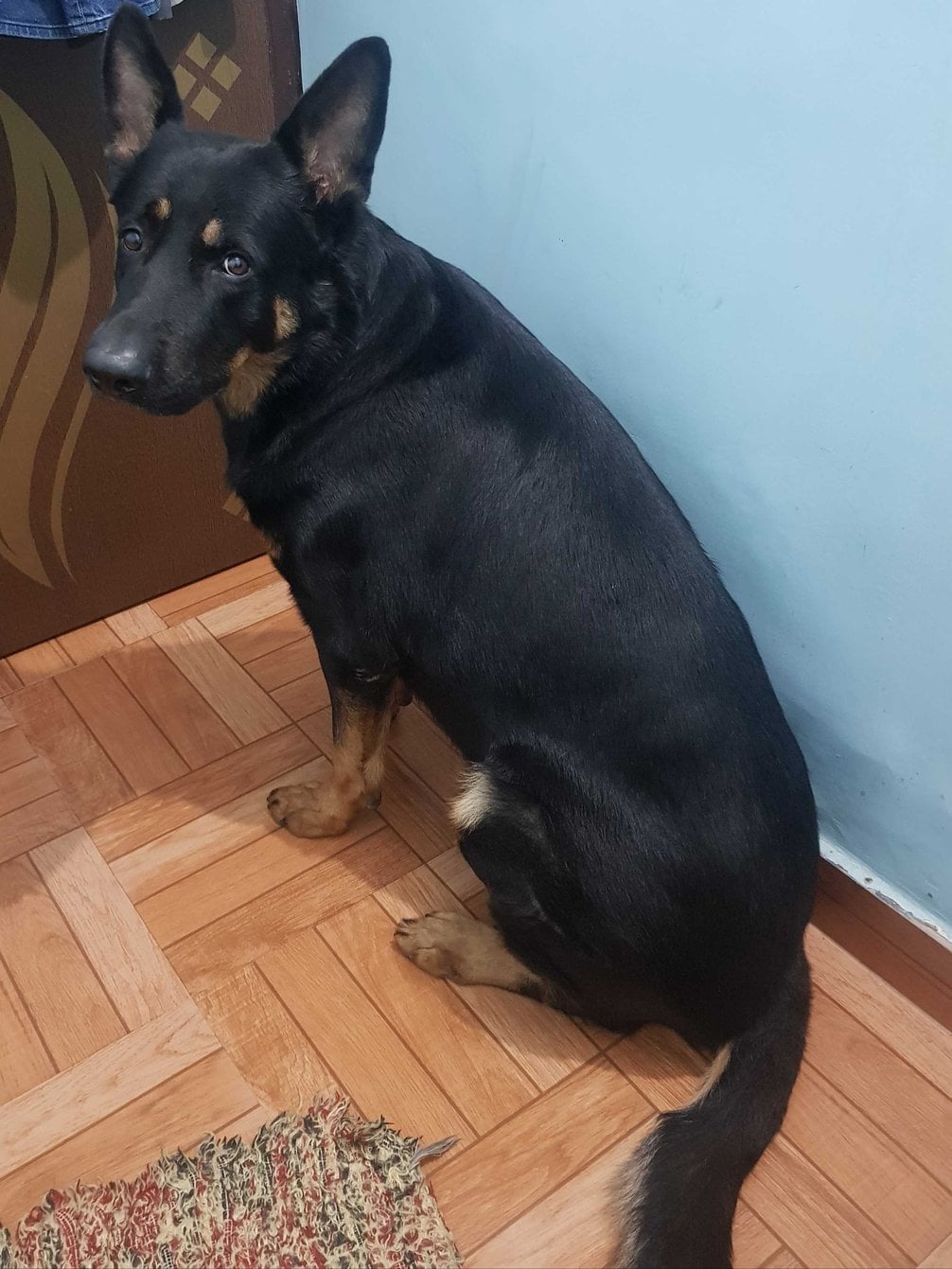 German Shepherd Dogs For Mating In Sikar