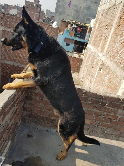 German Shepherd Dogs For Mating In Sikar