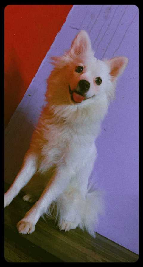 Pomeranian Dogs For Mating In Bangalore