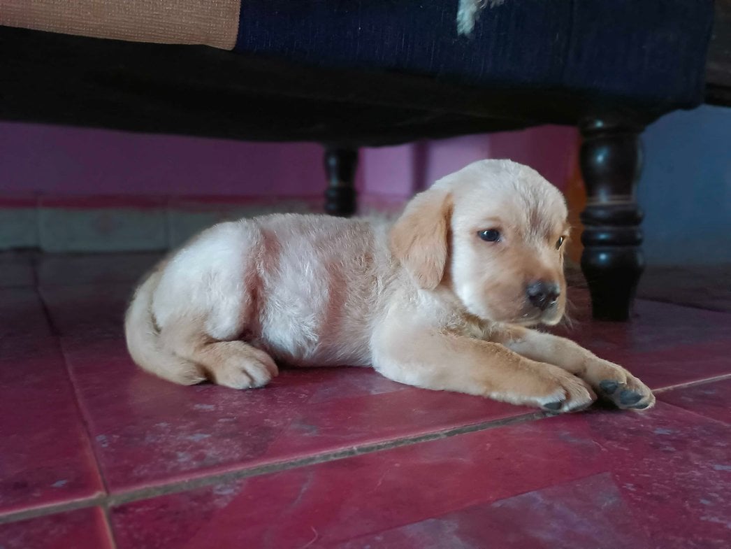 Labrador Retriever For Sale In Tirunelveli