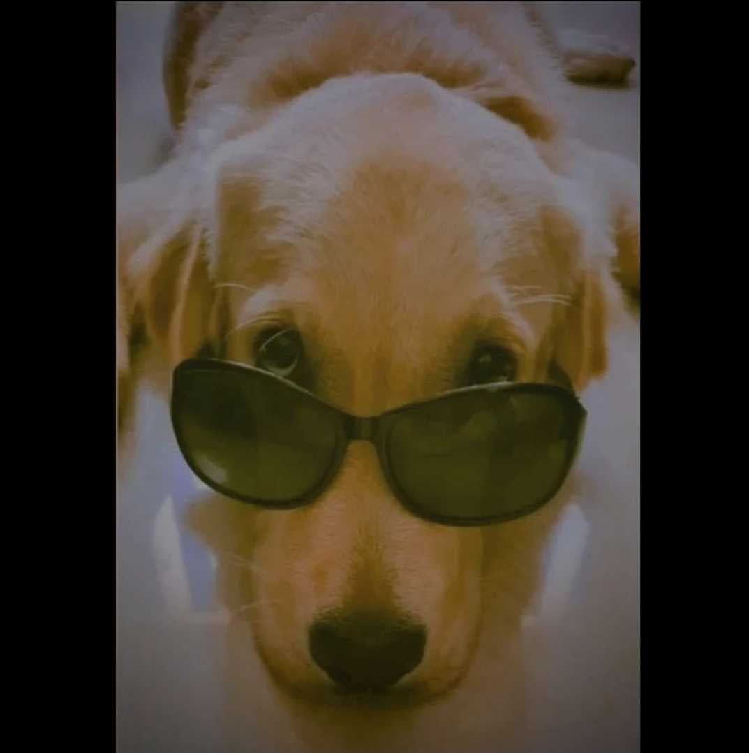 Golden Retriever For Adoption In Visakhapatnam