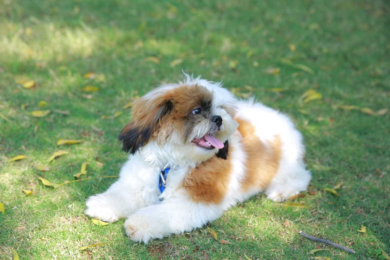 Shih Tzu Dogs For Mating In Hyderabad
