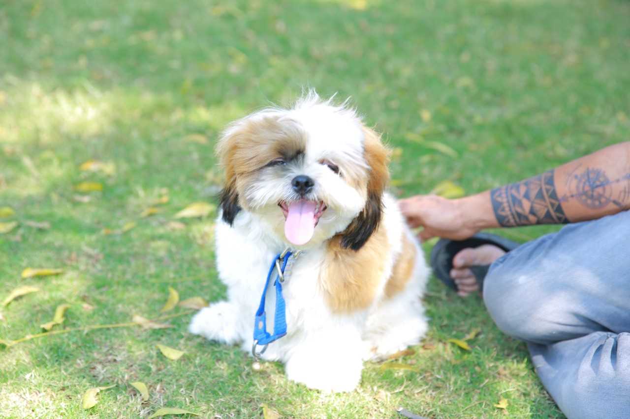 Shih Tzu Dogs For Mating In Hyderabad