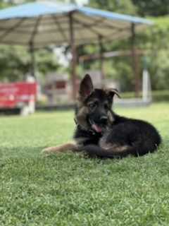 German Shepherd For Sale In Panipat