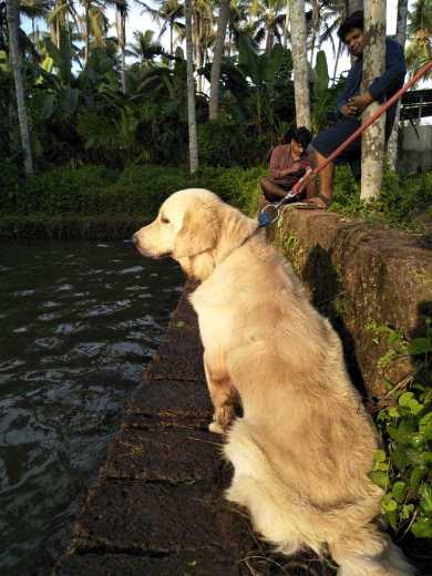 Golden Retriever Dogs For Mating In Kozhikode