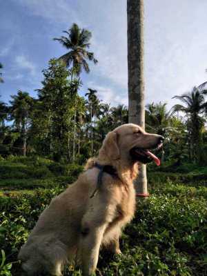 Golden Retriever Dogs For Mating In Kozhikode