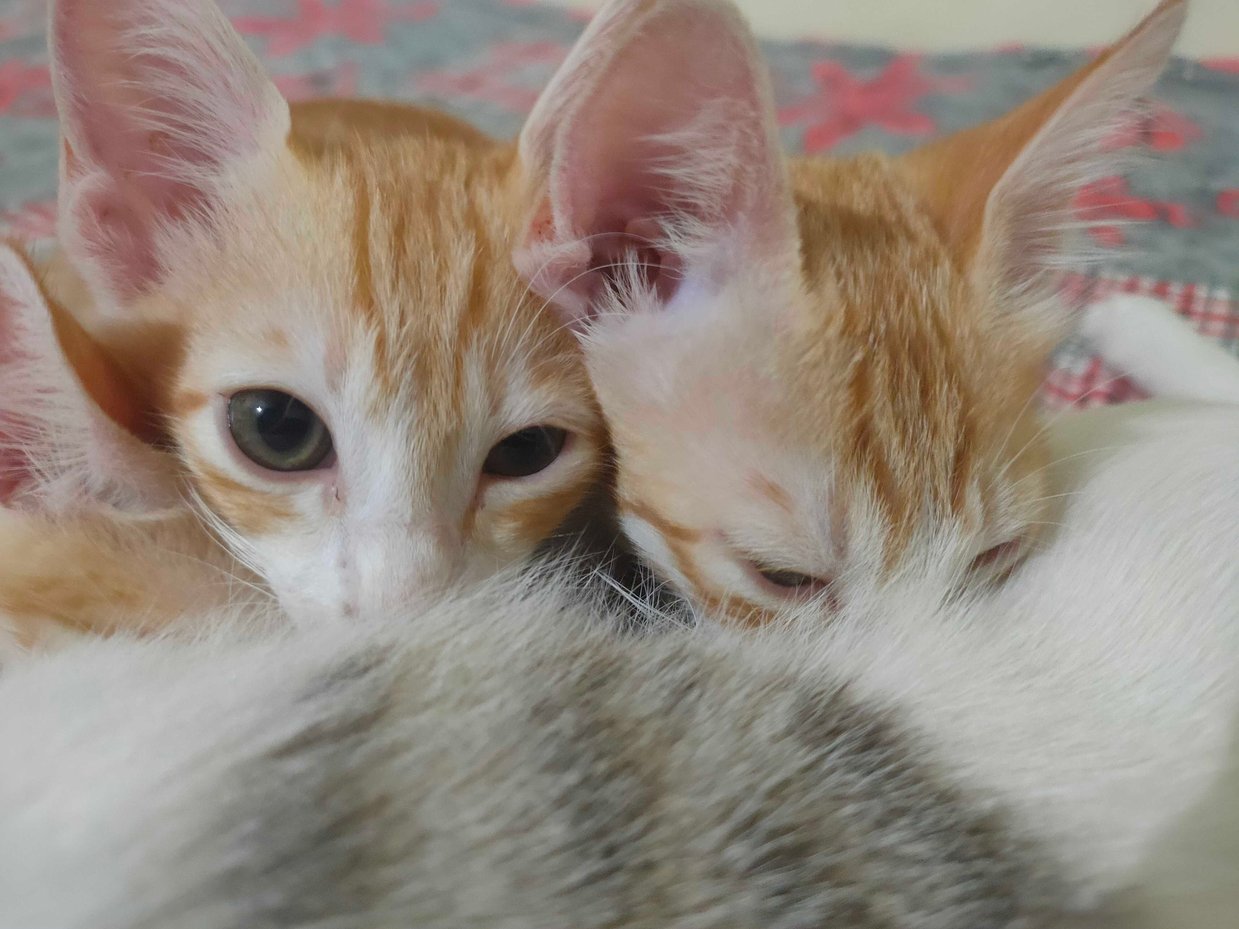 Indian Breed For Adoption In Mysore