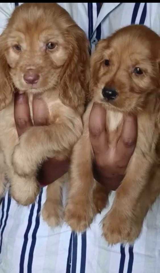 Cocker Spaniel For Sale In Bangalore
