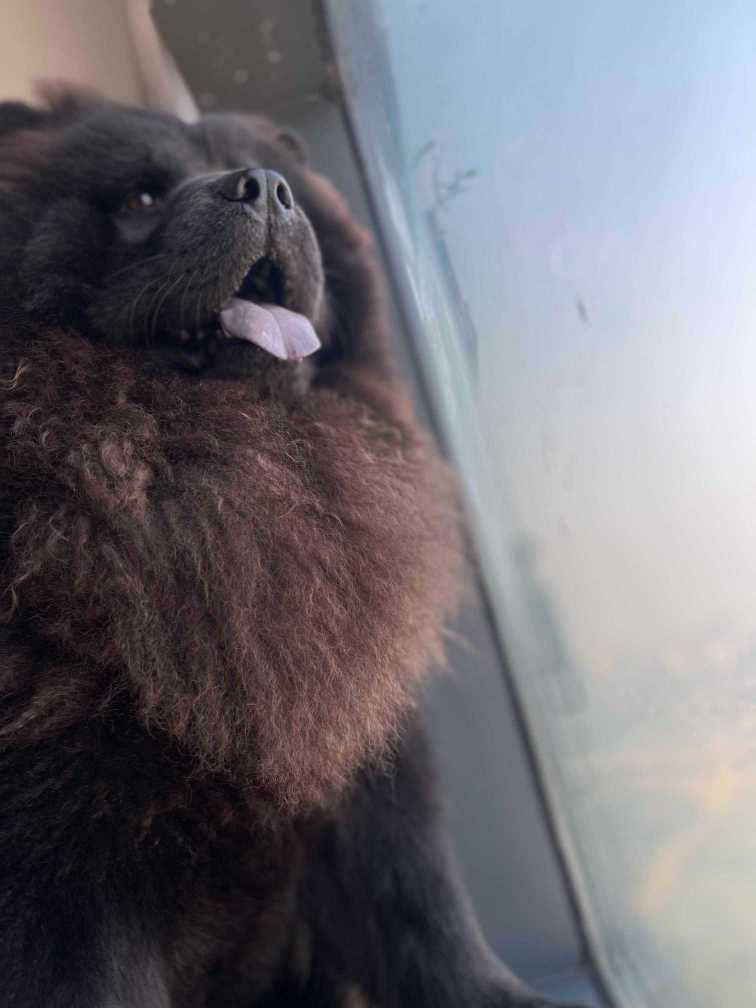 Chow Chow Dogs For Mating In Gurgaon