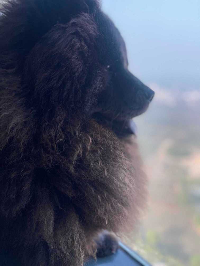 Chow Chow Dogs For Mating In Gurgaon