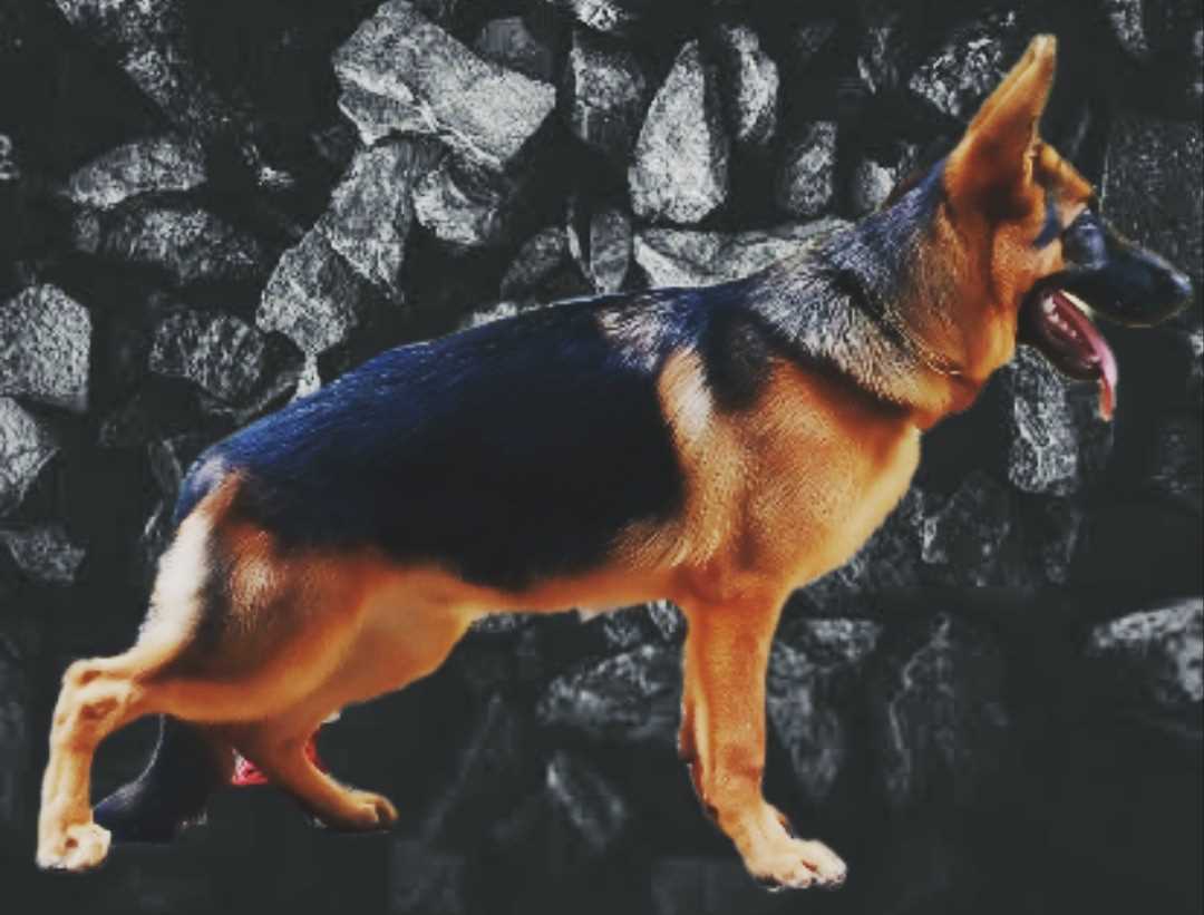 German Shepherd Dogs For Mating In Kanpur