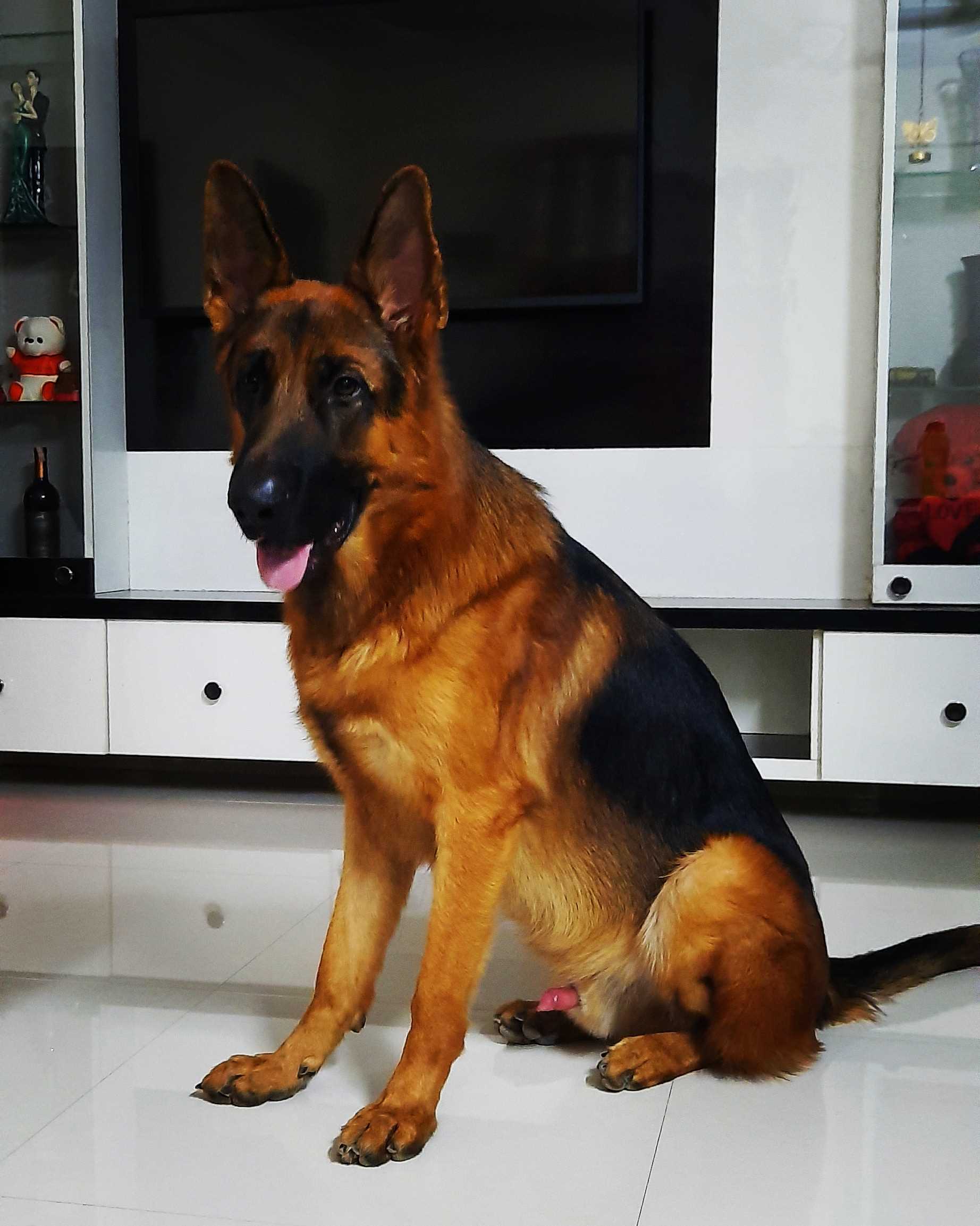 German Shepherd Dogs For Mating In Kanpur