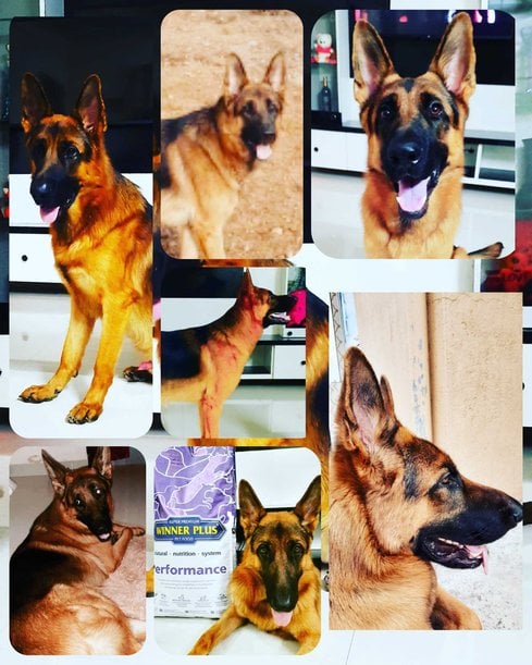 German Shepherd Dogs For Mating In Kanpur