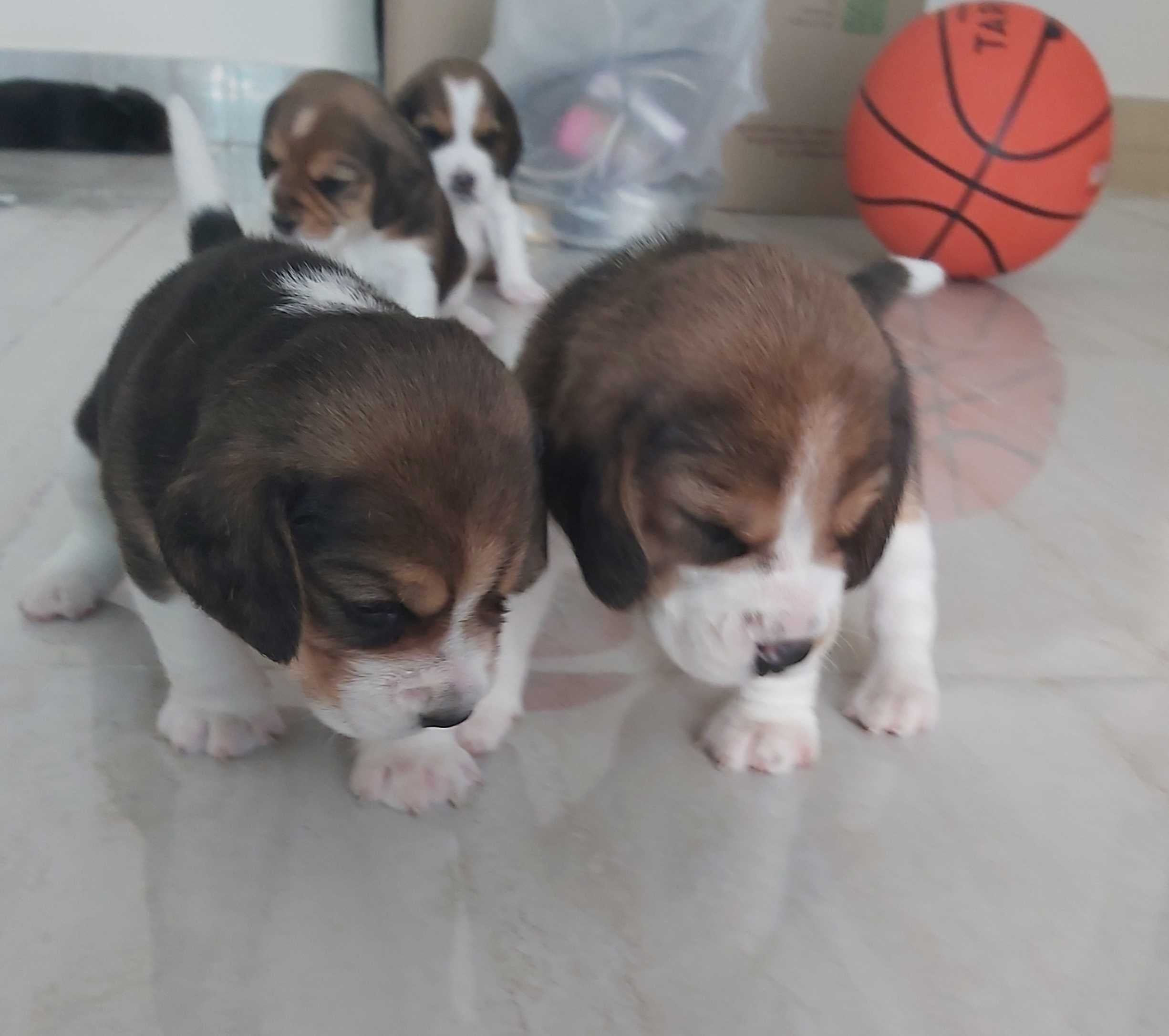 Beagle For Sale In Dehradun