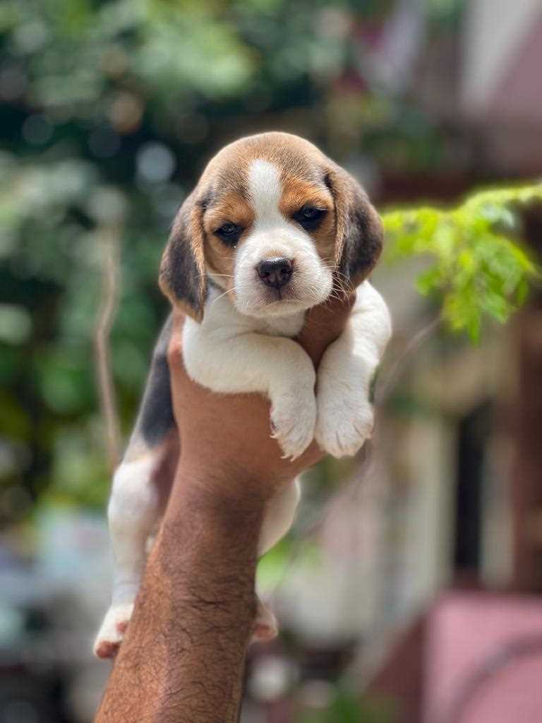 Beagle For Sale In Jaipur