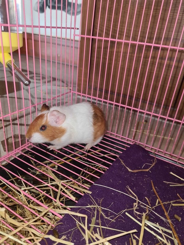 Guinea Pigs For Adoption In Mumbai