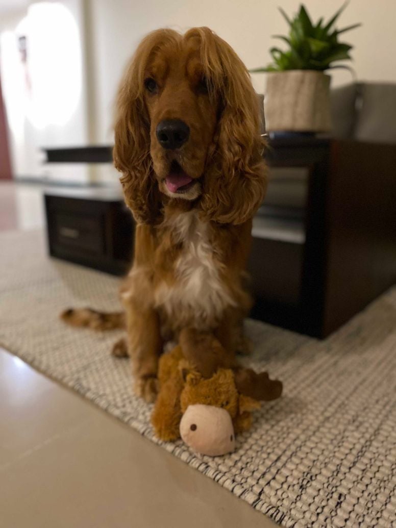 English Cocker Spaniel Dogs For Mating In Gurgaon