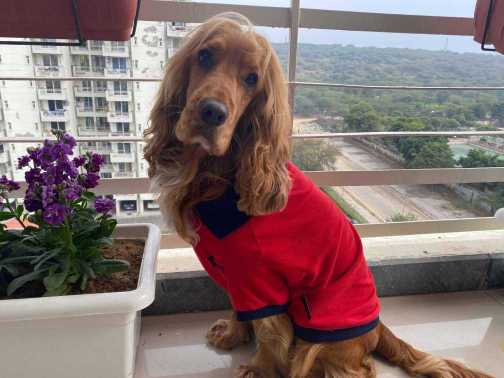 English Cocker Spaniel Dogs For Mating In Gurgaon