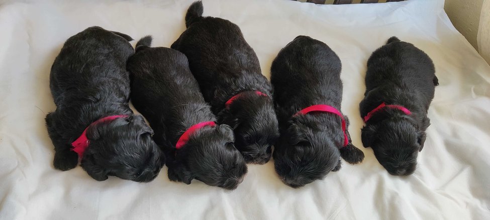 Lhasa Apso For Sale In Kottayam