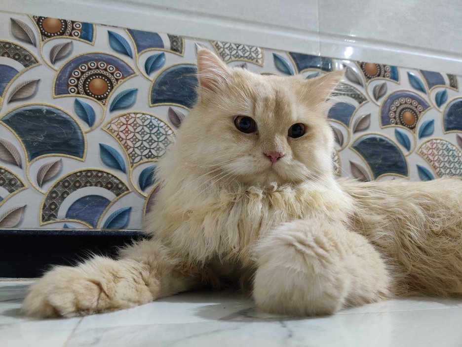 Persian Dogs For Mating In Mumbai
