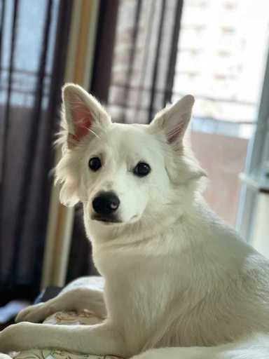 Indian Spitz Dogs For Mating In Noida