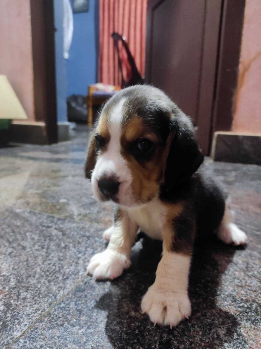 Beagle For Sale In Kozhikode