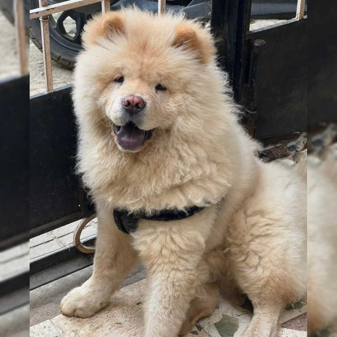 Chow Chow Dogs For Mating In Bangalore