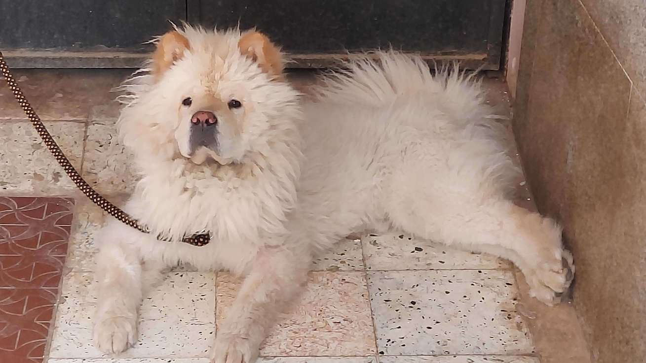 Chow Chow Dogs For Mating In Bangalore