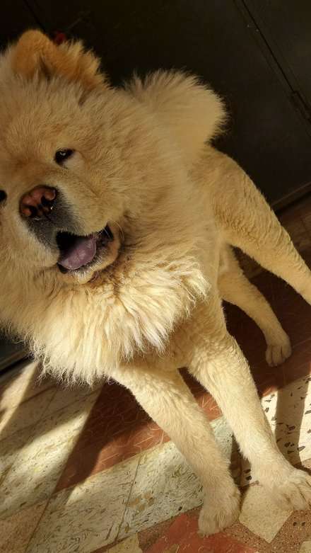 Chow Chow Dogs For Mating In Bangalore