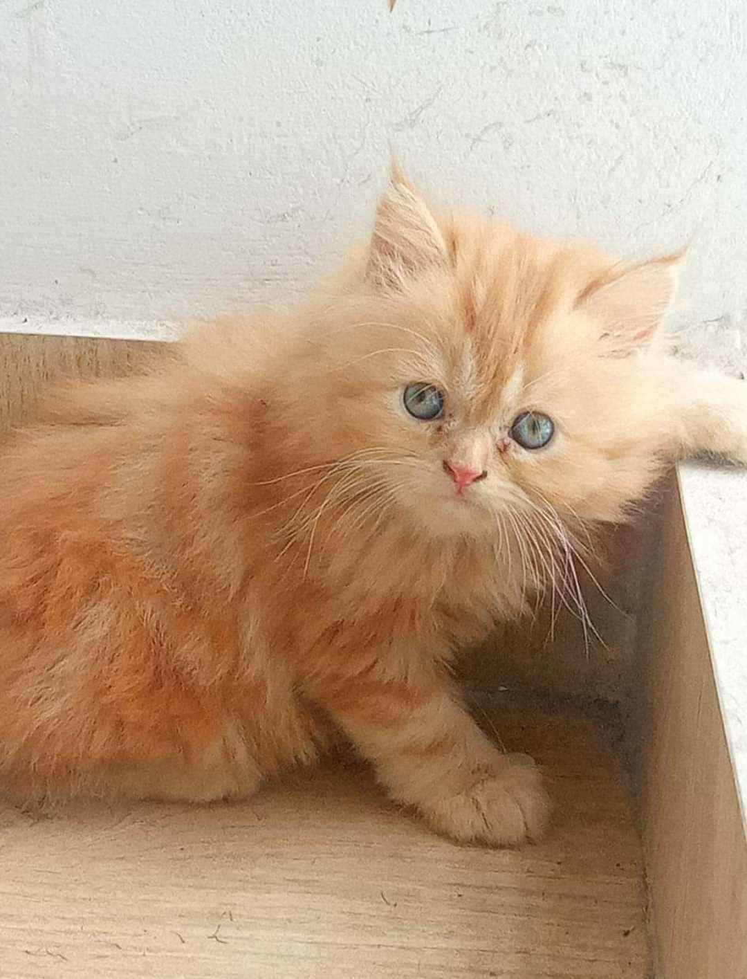 Persian For Sale In Bhubaneswar