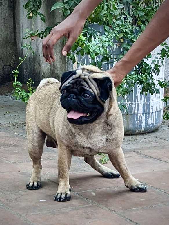 Pug Dogs For Mating In Chennai