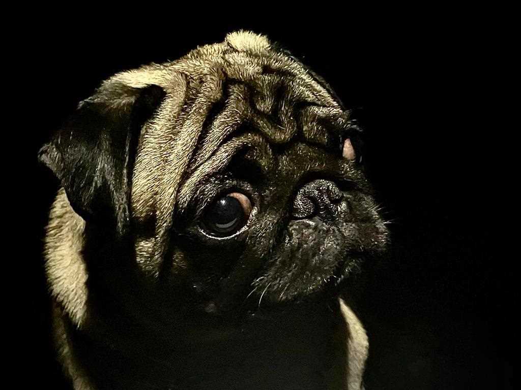 Pug Dogs For Mating In Chennai