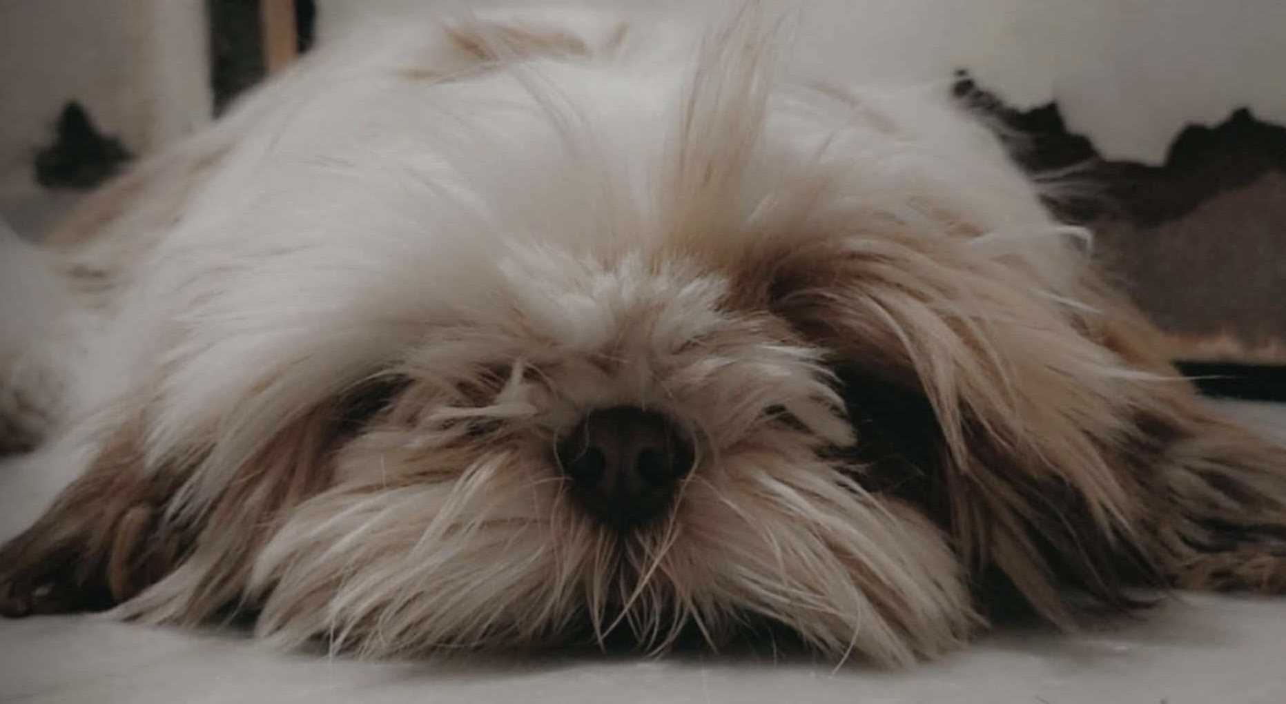 Shih Tzu Dogs For Mating In Hyderabad