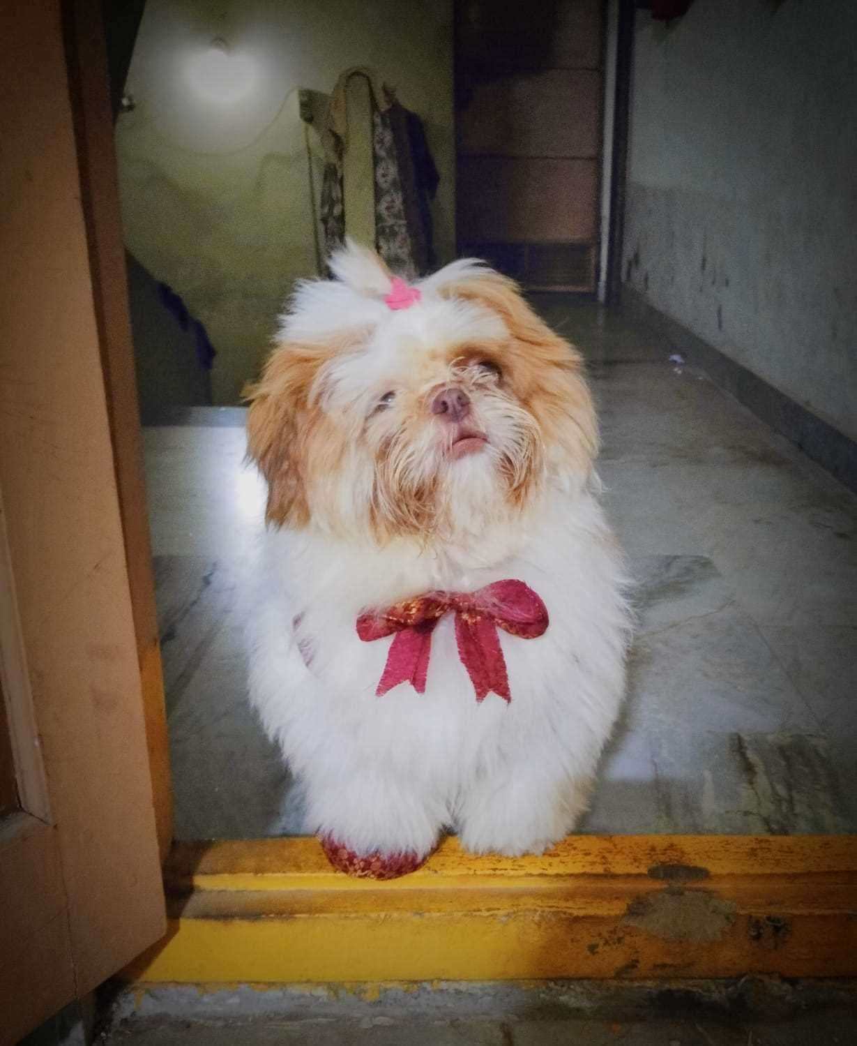 Shih Tzu Dogs For Mating In Hyderabad