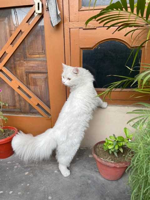 Persian Dogs For Mating In Lucknow