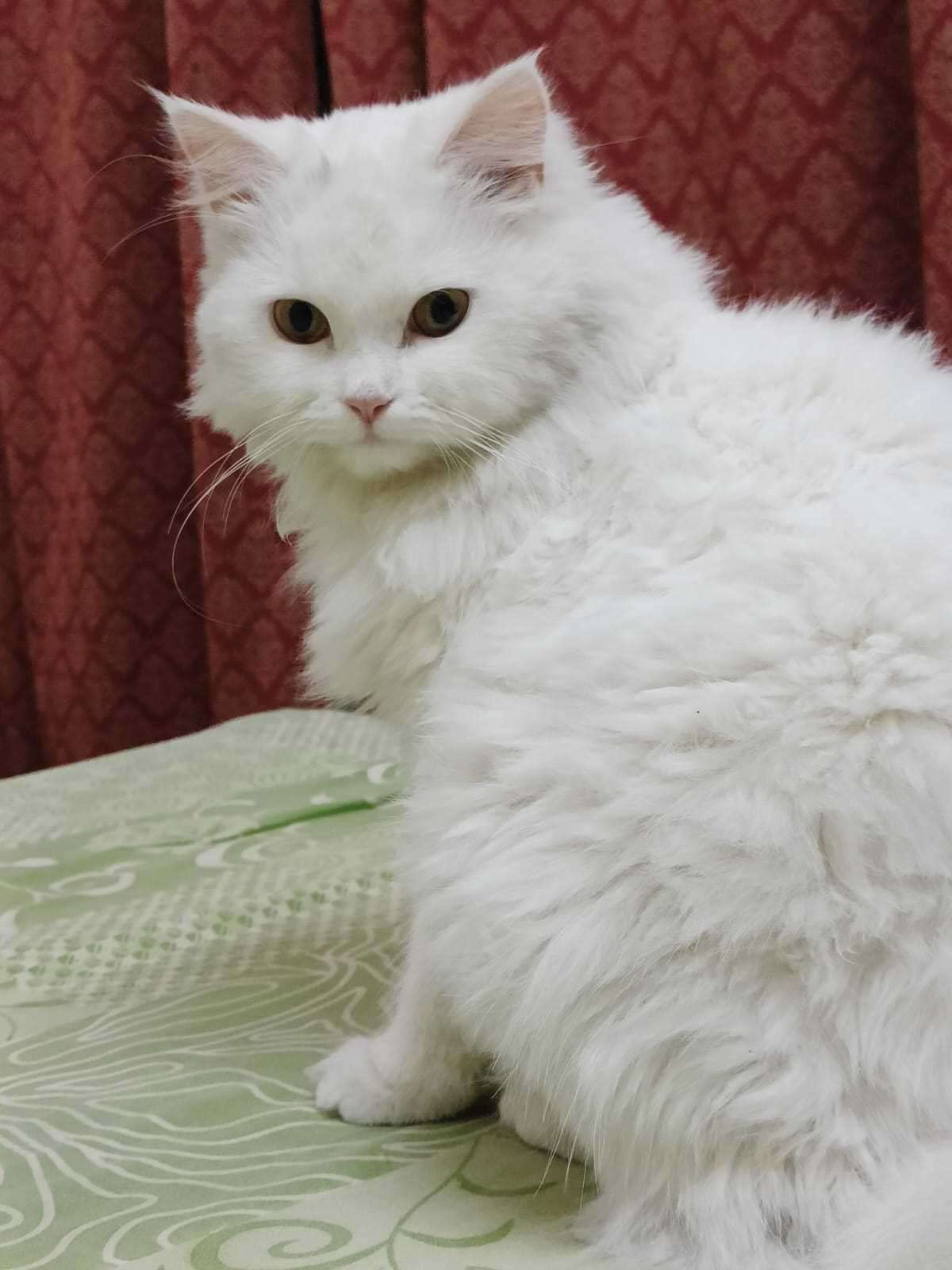 Persian Dogs For Mating In Lucknow