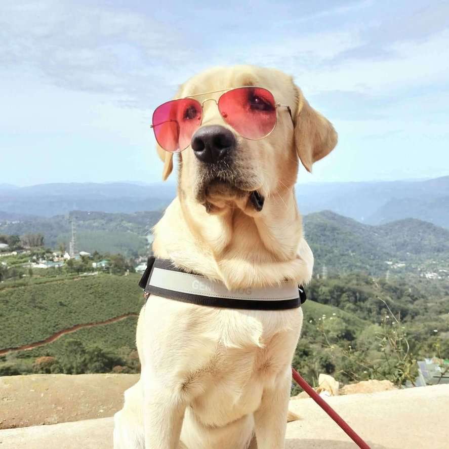 Labrador Retriever Dogs For Mating In Bangalore