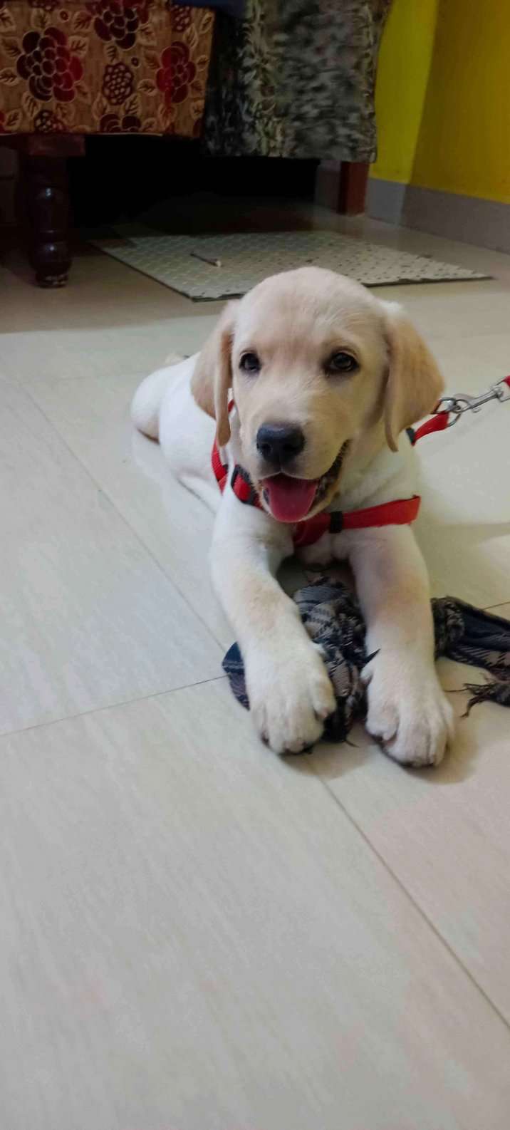 Labrador Retriever For Sale In Salem